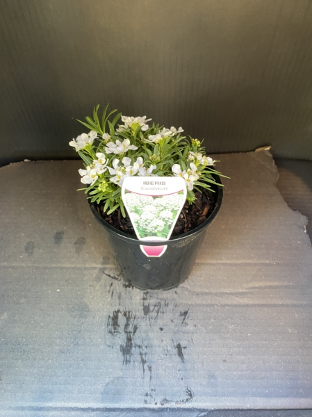 Iberis sempervirens Candy Tuft