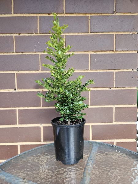 Ilex crenata