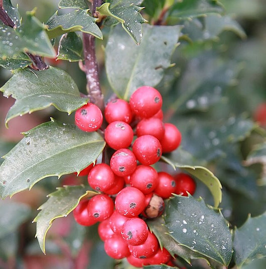 Ilex x. meserveae