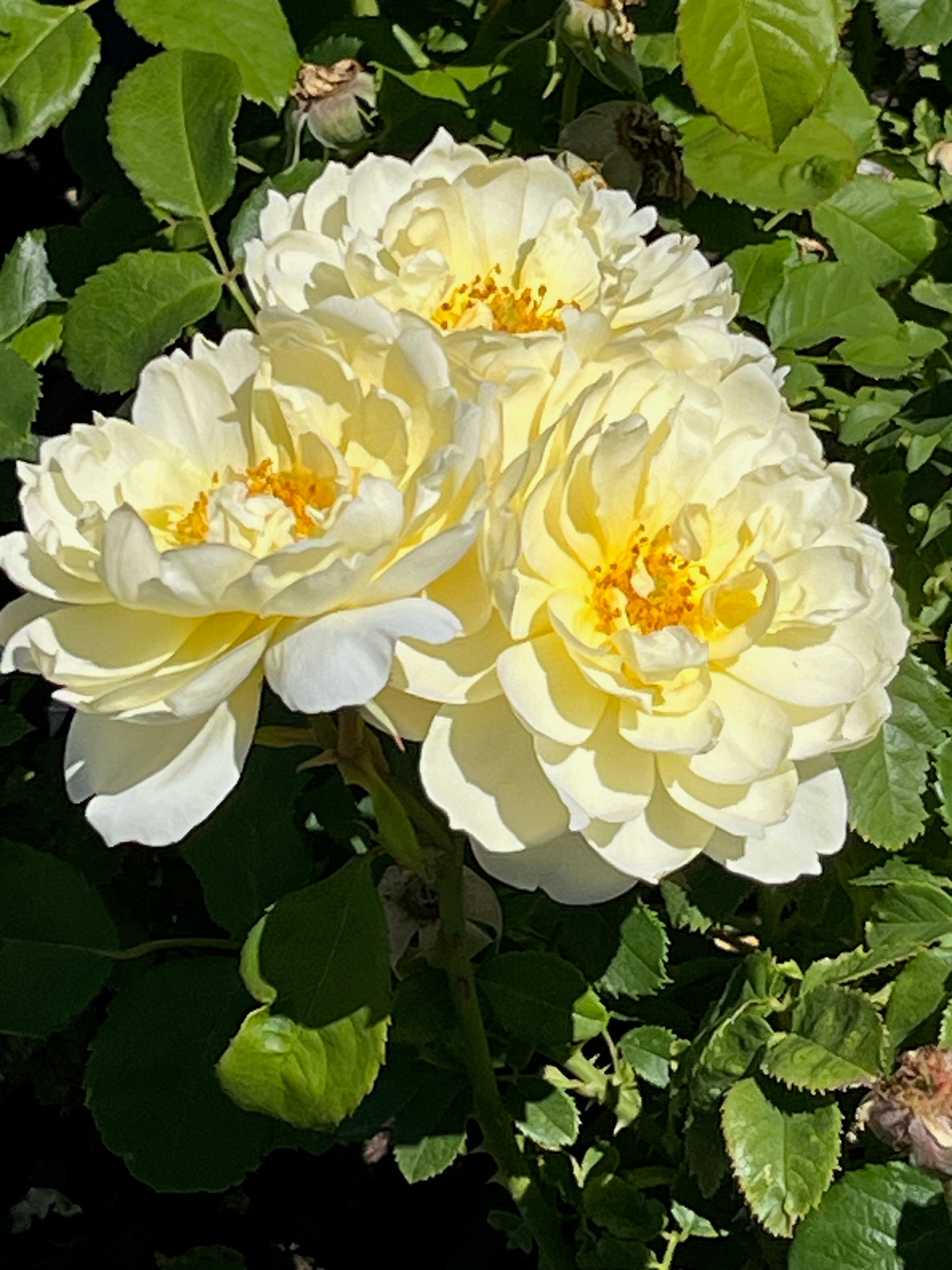 Rose - Imogen
