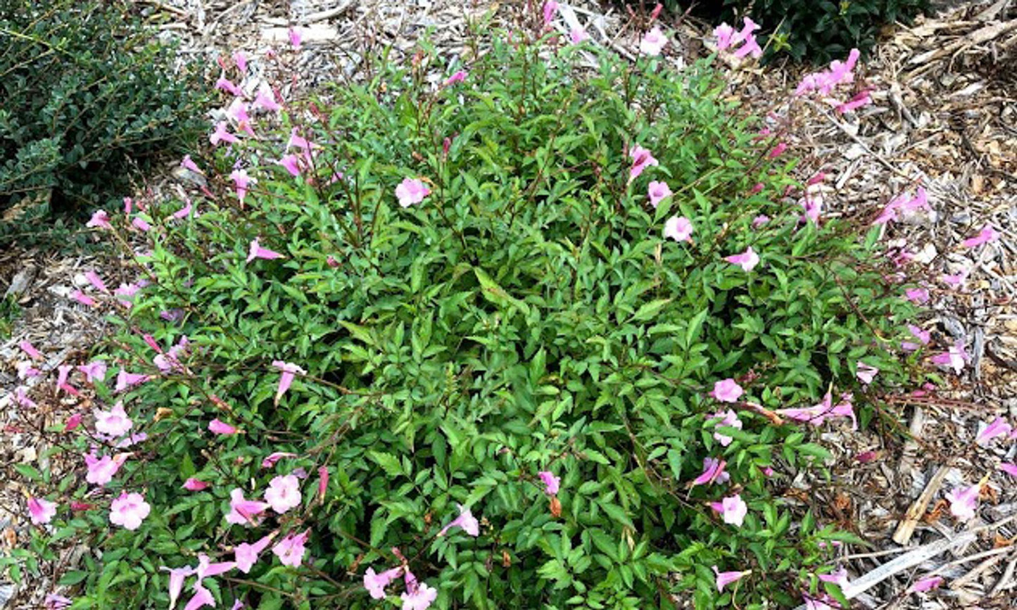Incarvillea ‘Pink Trumpet’
