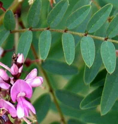 Indigofera australis