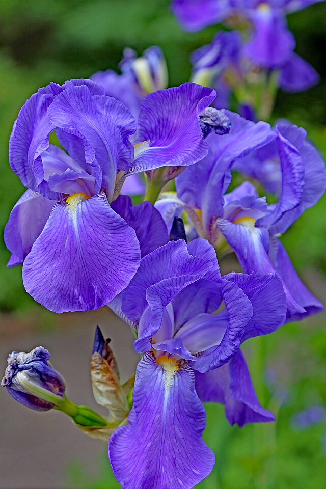 Iris germanica
