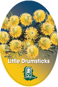 Isopogon anemonifolius Little Drumsticksâ„¢