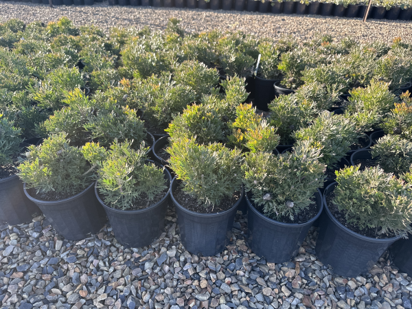 Isopogon anemonifolius Little Drumsticks™