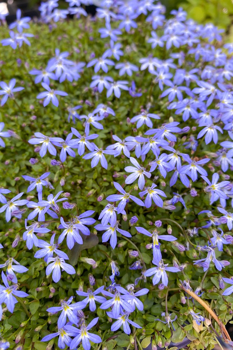 Isotoma ‘Fairy Footsteps’