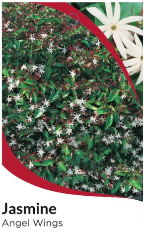 Jasminum nitidum