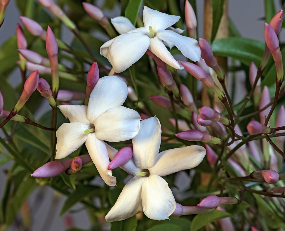 Jasminum polyanthum