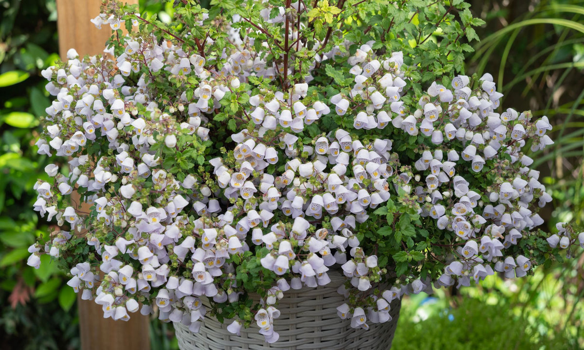 Jovellana Baby Bonnets