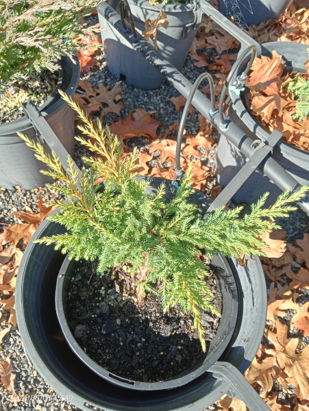 Juniperus Reids Gold Drift