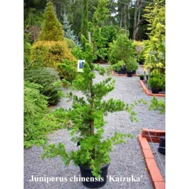 Juniperus chinensis Kaizuka