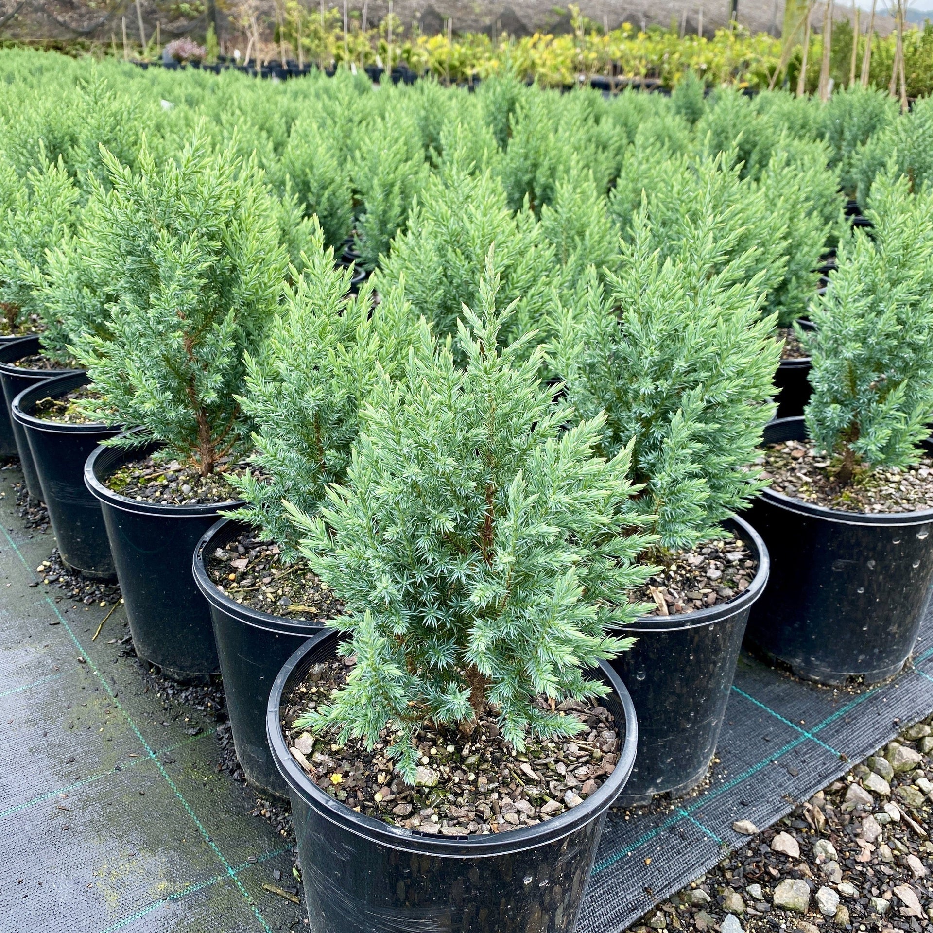 juniper succulent Juniperus chinensis Pyramidalis – The Plant Broker