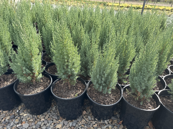 Juniperus chinensis Pyramidalis