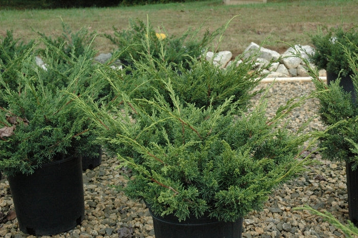Juniperus chinensis Shimpaku