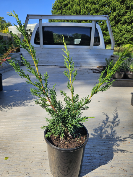 Juniperus chinensis Shimpaku