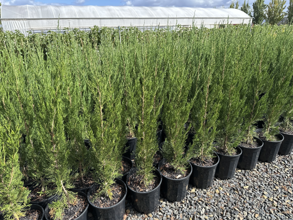 Juniperus virginiana Spartan