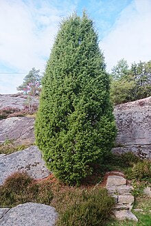Juniperus communis