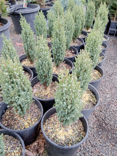Juniperus communis Compressa