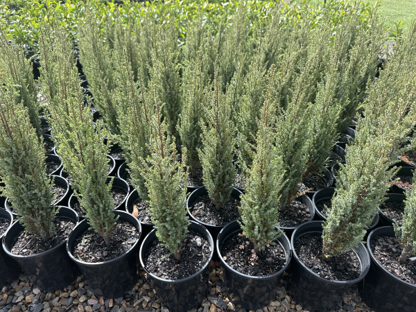Juniperus communis Compressa