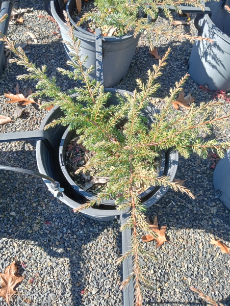 Juniperus communis Depressed Star