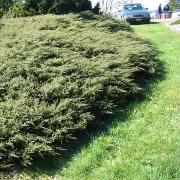Juniperus communis Hornibrookii