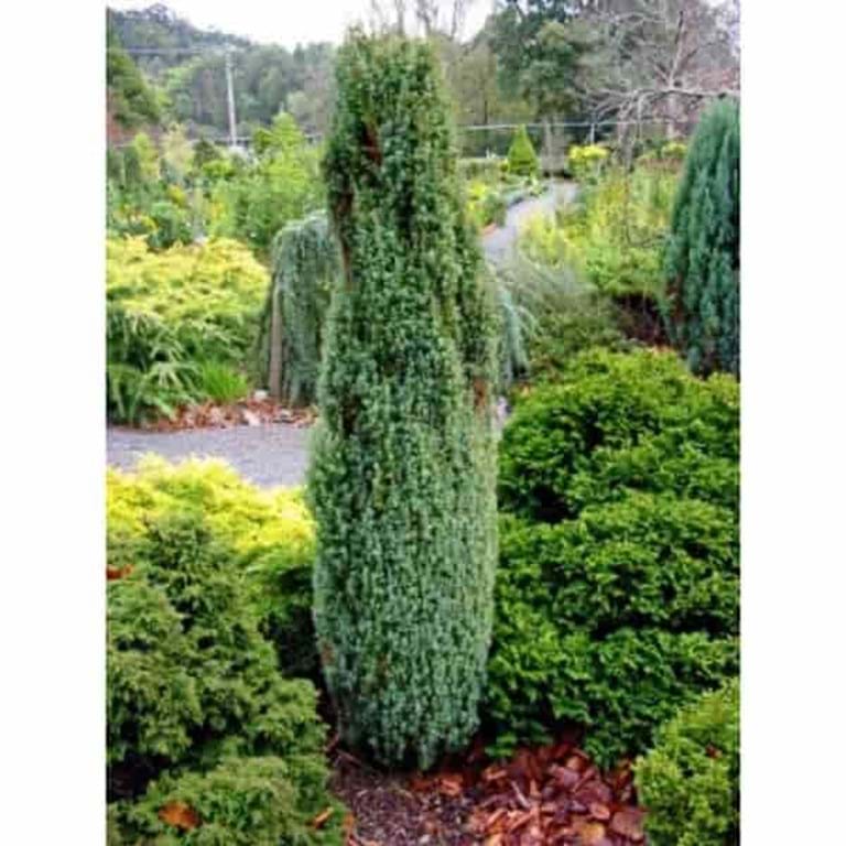 Juniperus communis Little Spire