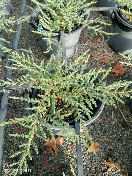 Juniperus communis Repanda