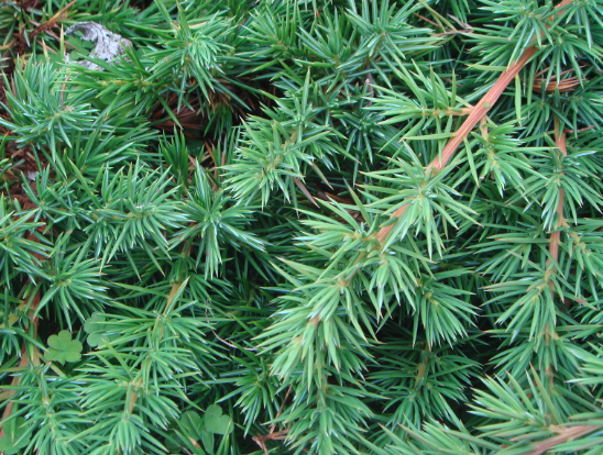 Juniperus conferta