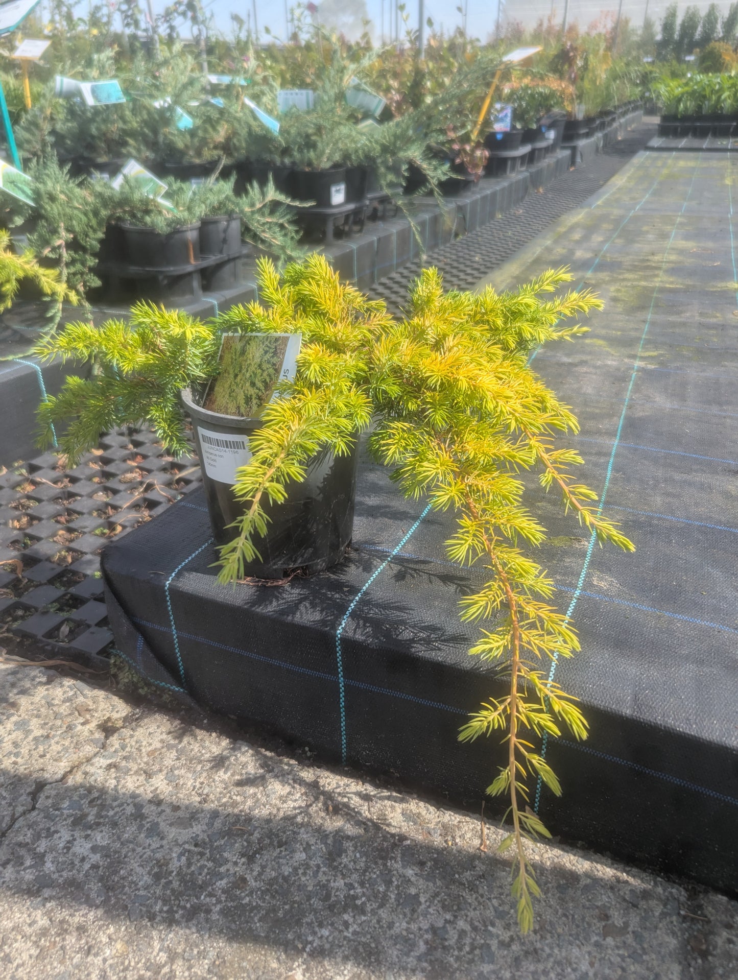 Juniperus conferta All Gold