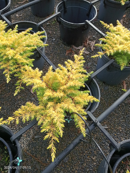 Juniperus conferta All Gold