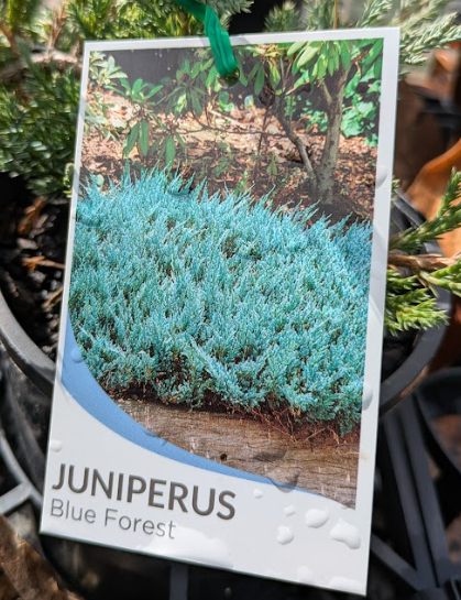 Juniperus horizontalis Blue Forest