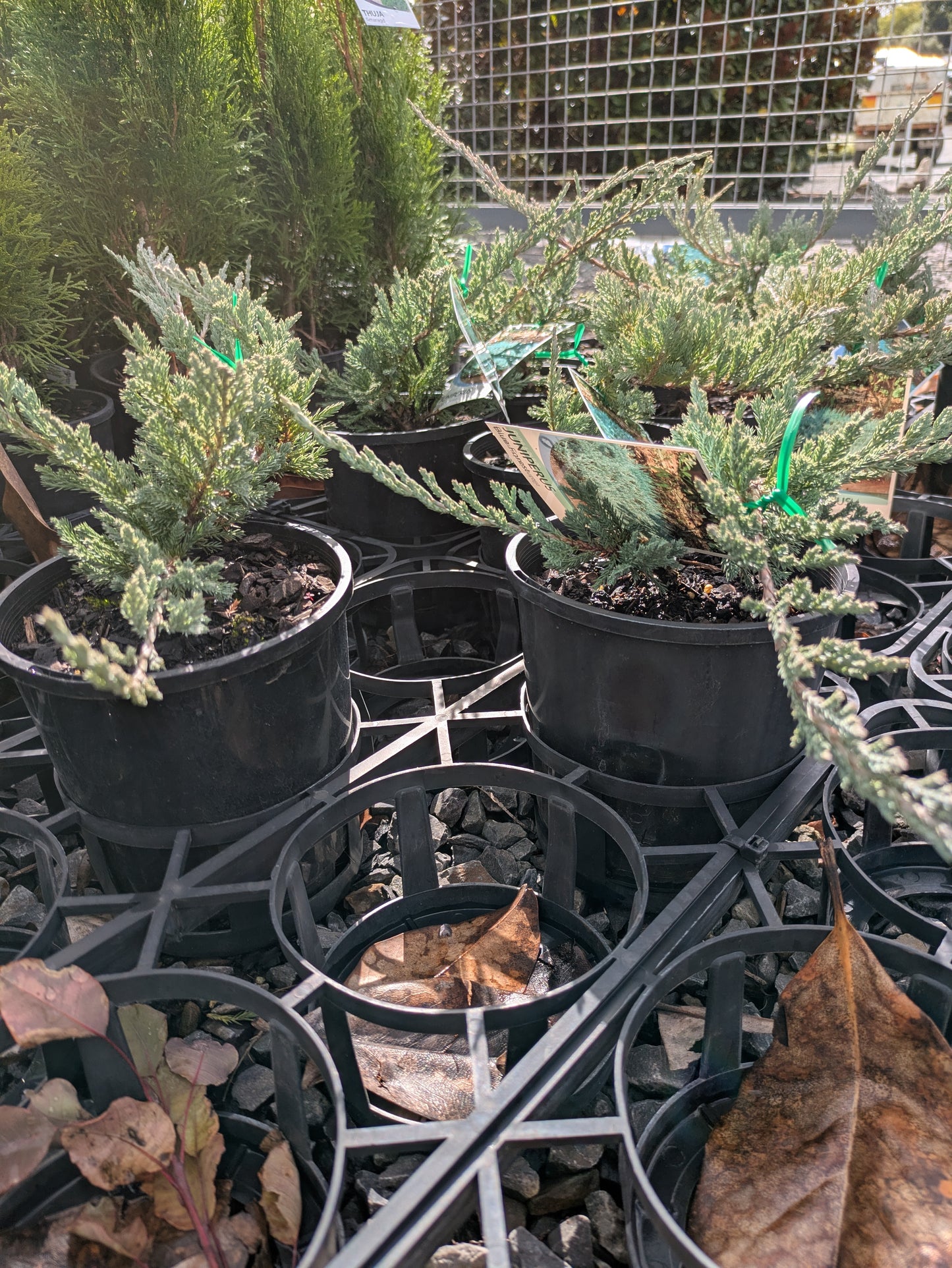 Juniperus horizontalis Blue Forest
