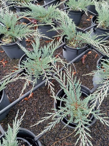 Juniperus horizontalis Hughes