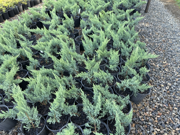 Juniperus sabina