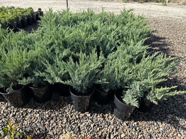 Juniperus sabina