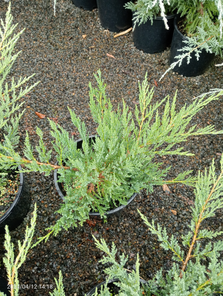 Juniperus sabina Broadmoor