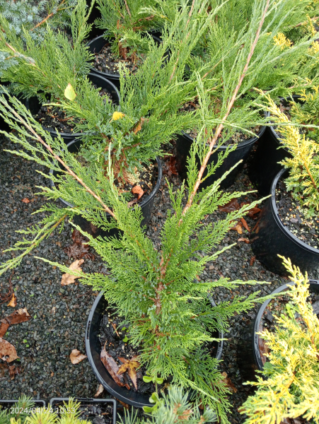 Juniperus sabina Buffalo