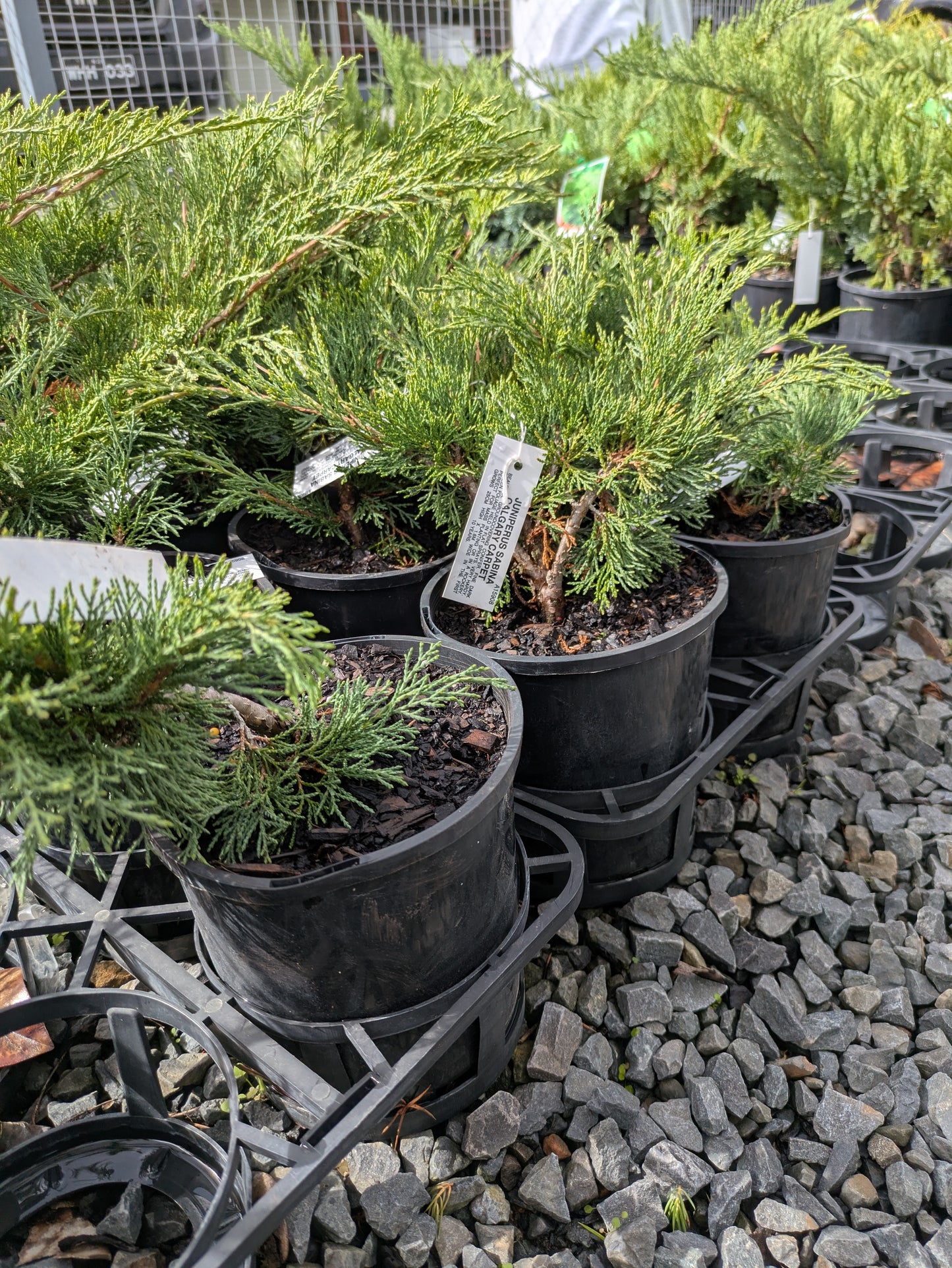 Juniperus sabina Calgary Carpet
