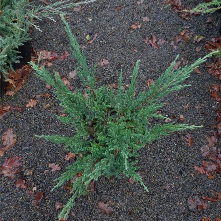 Juniperus sargentii