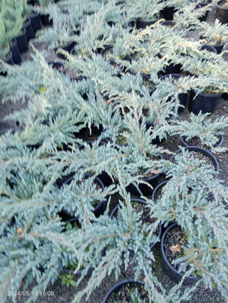 Juniperus squamata Blue Carpet