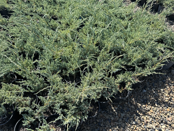 Juniperus squamata Blue Carpet