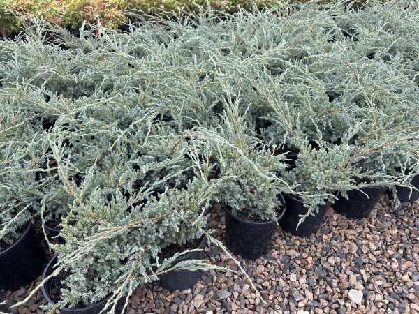 Juniperus squamata Blue Carpet