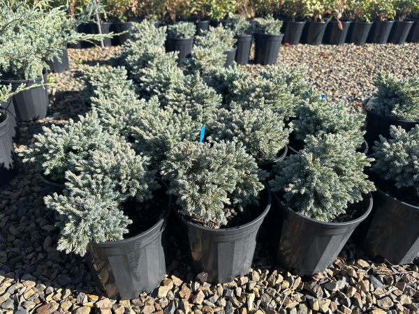 Juniperus squamata Blue Star