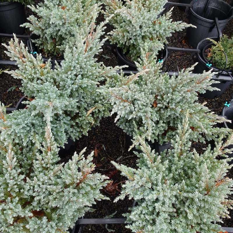 Juniperus squamata Blue Swede
