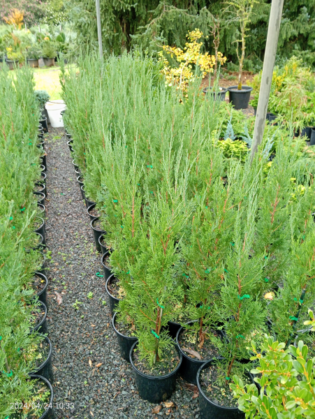 Juniperus virginiana Spartan