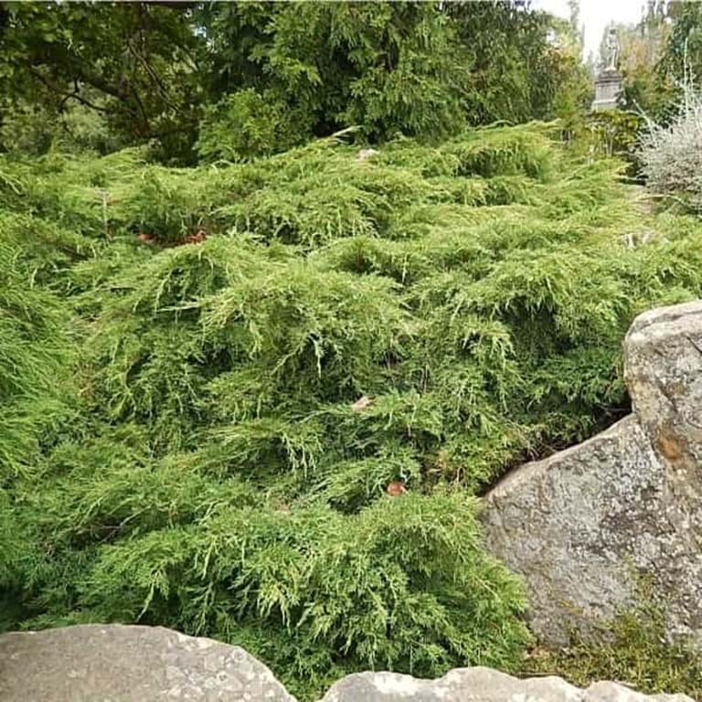 Juniperus x media Gold Coast