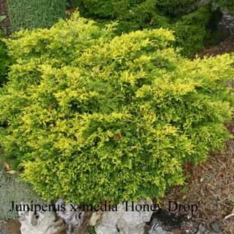 Juniperus x media Honey Drop
