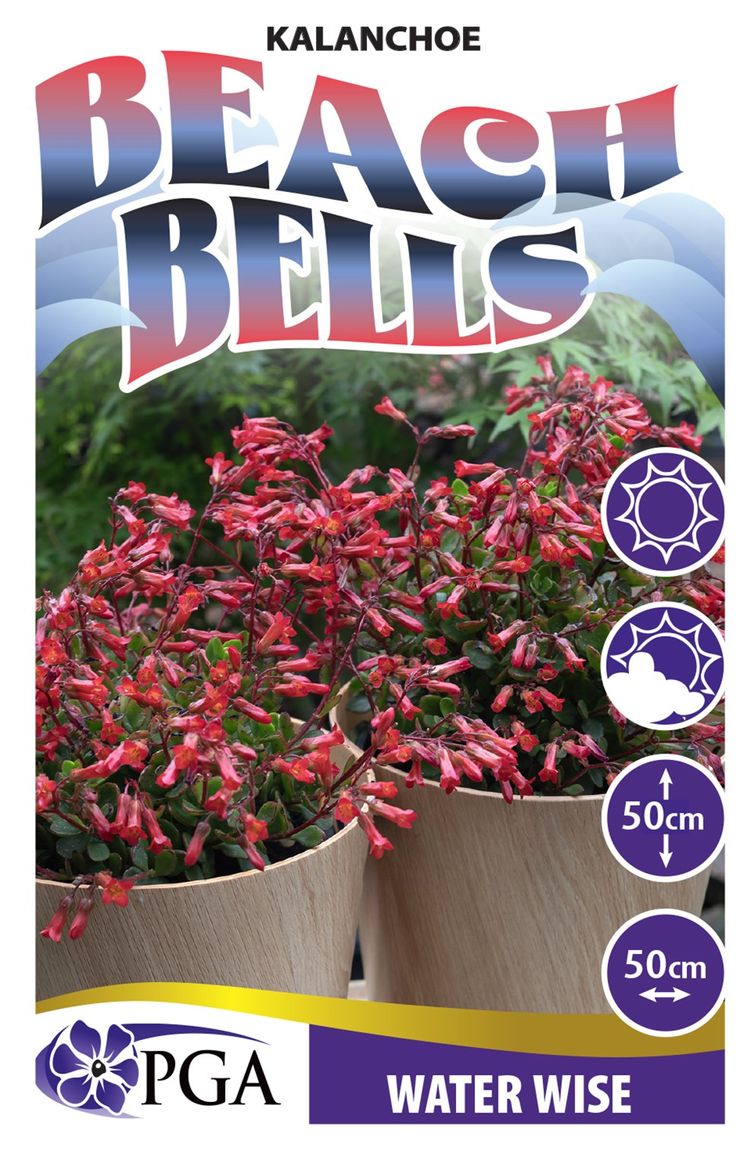 Kalanchoe ‘Beach Bells’