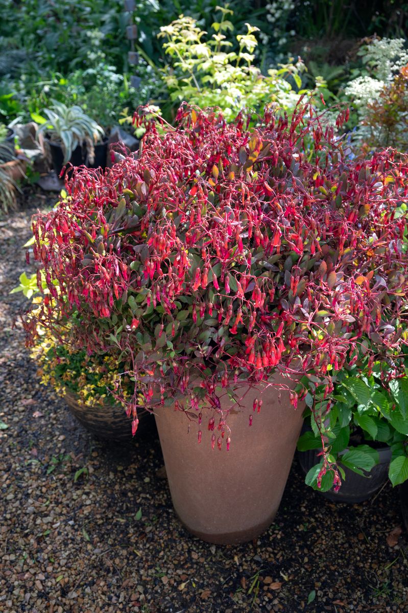 the plant broker
