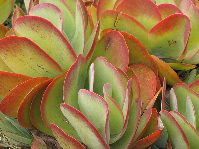 Kalanchoe luciae ‘flapjacks’